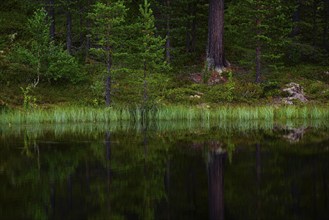 Reflection of trees and grasses on the shore of a lake, landscape format, landscape photograph,