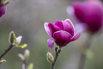 Magnolias (Magnolia) in bloom at Hohenheim Palace. Exotic and Botanical Garden of the University of