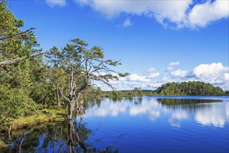 Shoreline by a lake by a bog with old pine trees and reflections in the water a beautiful sunny