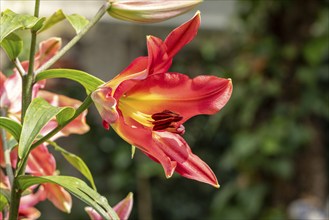 Red lily flower (Lilium) with yellow centre and visible stamens, Ternitz, Lower Austria, Austria,