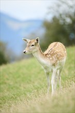 European fallow deer (Dama dama) hind standing on a meadow, tirol, Kitzbühel, Wildpark Aurach,