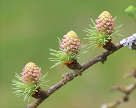 Larch (Larix decidua), female flowers on a larch branch, Siegerland, North Rhine-Westphalia,