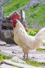 A white rooster with a bright red crest stands on rocks in a green mountain landscape, Klein Tibet,