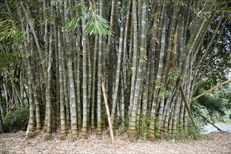 Giant Bamboo (Dendrocalamus giganteus) in the Royal Botanic Gardens, Kandy, Central Province, Sri