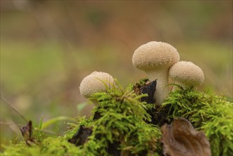 Bottle mushroom (Lycoperdon perlatum, syn. L. gemmatum), close-up, nature photograph, Neustadt am