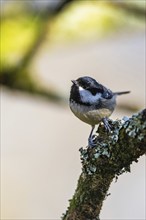 Coal Tit, Periparus ater, bird in forest at winter sun