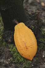 Cocoa tree (Theobroma cacao), cocoa fruit on the tree