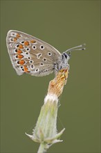 Chapman's blue (Polyommatus thersites), female, Provence, southern France