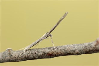 Feather moth (Agdistis spec.), Camargue, Provence, Southern France