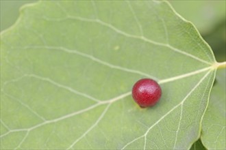 Aspen gall midge (Harmandia tremulae, Harmandiola tremulae), Galle, North Rhine-Westphalia,