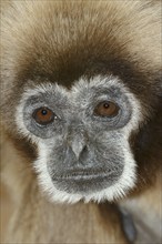 White-handed gibbon (Hylobates lar), portrait, captive, occurring in Asia