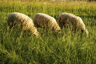 Sheep grazing in a meadow in the evening light, Swabian Alb, Münsingen, Baden-Württemberg, Germany,