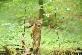 Eurasian lynx (Lynx lynx) standing in a forest, Bavaria, Germany, Europe