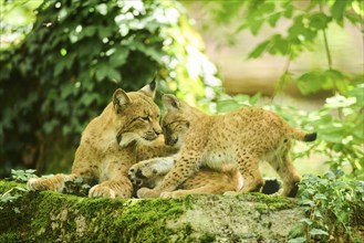 Eurasian lynx (Lynx lynx) mother with her youngster in a forest, Bavaria, Germany, Europe