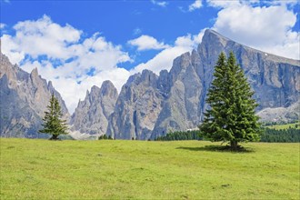 Spruce tree on a alp meadow by the Langkofel group mountains in the Dolomites, Ortisei, Val