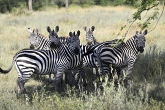 Zebras (Equus quagga), Serengeti National Park, Tanzania, Africa