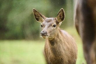 Red deer (Cervus elaphus) hind, portrait, Bavaria, Germany, Europe