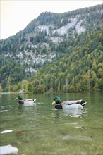 Wild duck (Anas platyrhynchos) male swimming in the water, lake, Bavaria, Germany, Europe