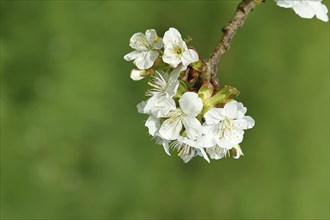 Branches with blossoms of cherry (Prunus), white blossoms, Wilnsdorf, North Rhine-Westphalia,