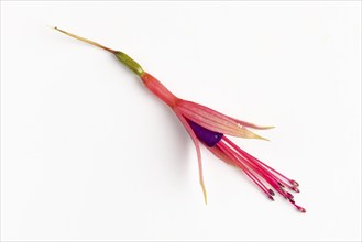 Fuchsia flower, close-up, white background