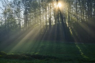 Sunbeams breaking through the trees of a forest in the morning, with fog and green grass,