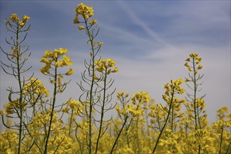 Rape field, Rape Braßica napus) in Bavaria, Germany, Europe