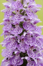 Moorland spotted orchid (Dactylorhiza maculata), inflorescence, North Rhine-Westphalia, Germany,