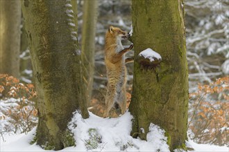 Red fox (vulpes vulpes), standing up against a tree in a snowy forest, surrounded by trees and