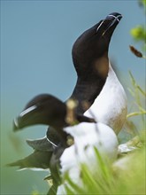 Razorbill, Alca Torda, birds on cliffs, Bempton Cliffs, North Yorkshire, England, United Kingdom,