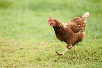 A chicken with brown feathers and a red comb walking on grass during the day, Chicken (Gallus