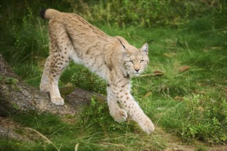 Eurasian lynx (Lynx lynx), walking on a meadow, Bavaria, Germany, Europe