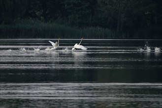 Upper Lusatian Heath and Pond Landscape, Whooper Swans, June, Saxony, Germany, Europe