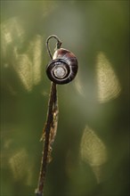 Small snail, summer, Germany, Europe