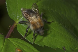 Summer fur bee (Anthophora aestivalis) sitting on a green leaf against a dark background,