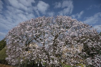 Flowering myrobolane (Prunus cerasifera), Bavaria, Germany, Europe