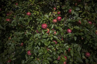 Apple tree, red apples, full, meadow orchard, Waiblingen, Baden-Württemberg, Germany, Europe