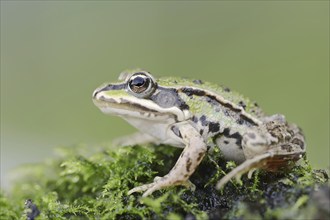 Small water frog (Pelophylax lessonae, Rana lessonae), North Rhine-Westphalia, Germany, Europe