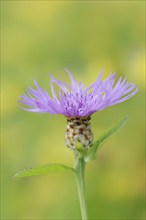 Meadow knapweed or brown knapweed (Centaurea jacea), flower, North Rhine-Westphalia, Germany,