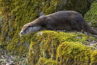 European otter (Lutra lutra) standing on a rock overgrown with moss, captive, Germany, Europe