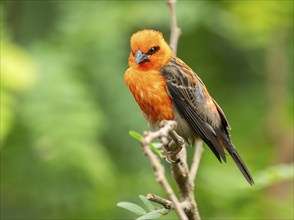 Red fody (Foudia madagascariensis), male, sitting on a branch, occurring in Madagascar, captive