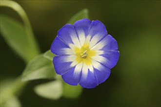 Tricolour bindweed or tricolour bindweed (Convolvulus tricolor), flower, North Rhine-Westphalia,