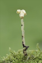 Spruce asparagus (Monotropa hypopitys, Hypopitys monotropa), North Rhine-Westphalia, Germany,