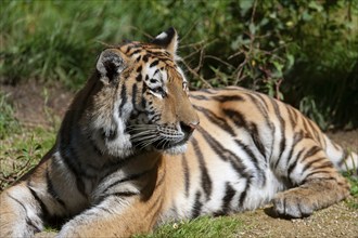 Siberian tiger (Panthera tigris altaica) lying on the ground, captive, Germany, Europe