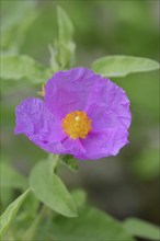 Grey-haired rockrose (Cistus incanus, Cistus creticus), flower, medicinal plant, North