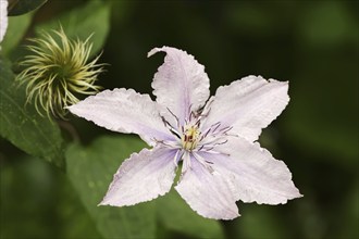 Clematis 'Ulrique' (Clematis hybride), flower, ornamental plant, North Rhine-Westphalia, Germany,