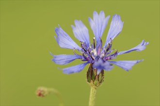 Cornflower (Centaurea cyanus), flower, North Rhine-Westphalia, Germany, Europe