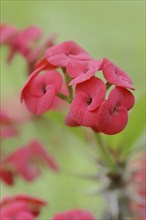 Crown of thorns (Euphorbia milii), flowers, native to Madagascar, ornamental plant, North