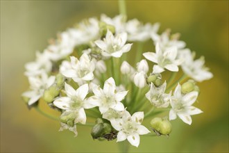 Garlic chives (Allium tuberosum), flowers, spice plant, medicinal plant, North Rhine-Westphalia,