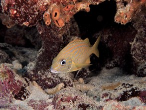 A tropical fish with yellow and blue stripes, French grunt (Haemulon flavolineatum), near a coral