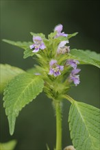 Common hemp-nettle (Galeopsis tetrahit), flowering, North Rhine-Westphalia, Germany, Europe